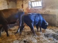 Bull, Brown Carpathian breed — photo 3