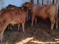 ثور, Simmental cattle — الصورة 1
