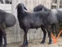 كبش, الأغنام — الصورة 2