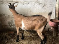 母山羊, Alpine goat — 照片 3