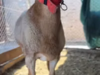 मेढ़ा, Rhon sheep — फ़ोटो 4