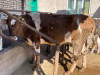 بقرة, Simmental cattle — الصورة 3