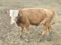 Cow, Red Polled Cow — photo 8