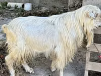 Ziege, Irish goat — Foto 2