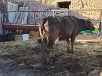 بقرة, Swedish red cattle — الصورة 2