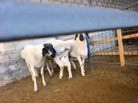 كبش, Rhon sheep — الصورة 3