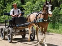 Horse (M), Pinto horses — photo 5
