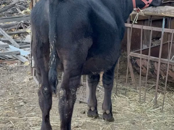 Bulle, Aberdeen-Angus