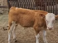 Rinder (Partie, Geschlecht nicht angegeben), Simmental cattle — Foto 2