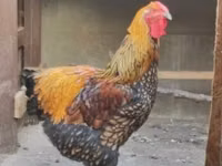 وياندوت — الصورة 3
