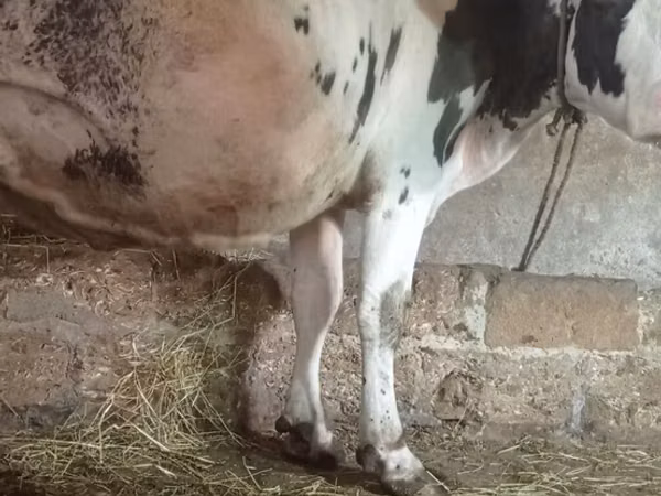 मवेशी (लॉट, लिंग निर्दिष्ट नहीं), Russian Black pied cattle