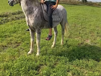حصان, Azerbaijan horse — الصورة 2