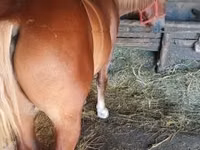 Horse (M), Horses — photo 2