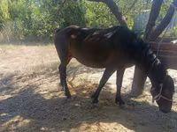 Stute, Kyrgyz Horse — Foto 1