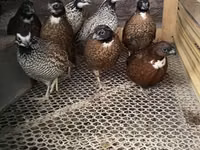 Guinea fowl — Foto 4