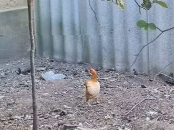 Chickens
