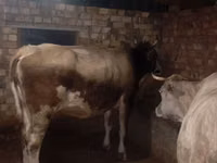 Cow, Cattle — photo 5