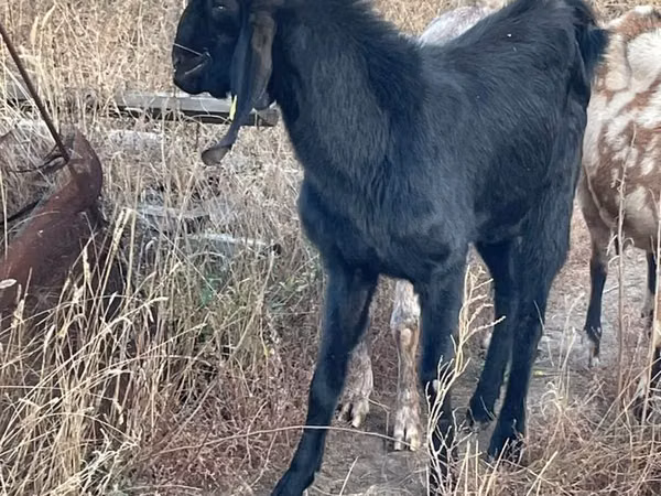 Ziege, Beetal goats