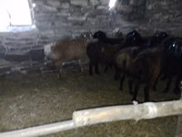Widder, Edilbay sheep — Foto 1