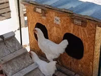 Chickens — الصورة 2