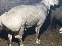 Widder, Afghan Arabi sheep — Foto 4