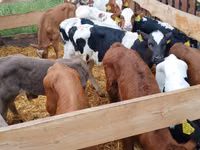 牛只（批次，未指定性别）, Russian Black pied cattle — 照片 1