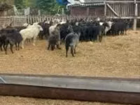 Oveja, Racka sheep — foto 1
