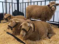 Sheep, Kuibyshev sheep — photo 3
