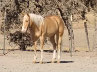Horse (M), Quarter Horse — photo 5