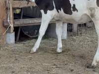 Kuh, Holstein-Rasse — Foto 3