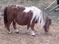 فرس, Miniature horse — الصورة 1