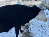 Vaca, Ganado vacuno — foto 2