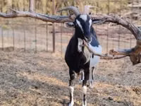 Ziege, Toggenburg goat — Foto 5