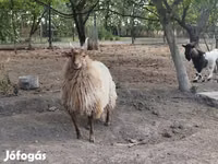 Schaf, Racka sheep — Foto 5