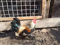 Bantam — Foto 2