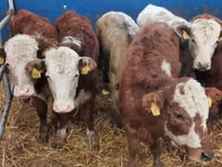 Bovinos (lote, sexo no especificado), Simmental cattle — foto 4