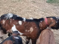 Ziegenbock, Nubian Goat — Foto 2