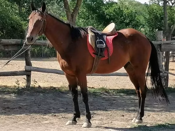 Horse (M), Horses