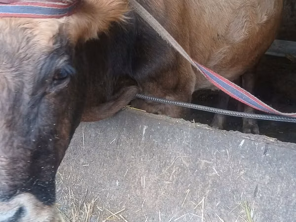 गाय, अलाताऊ नस्ल