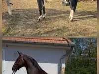 घोड़ा, Dutch warmblood horse — फ़ोटो 1