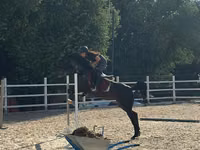 Mare, Friesian sport horse — photo 2