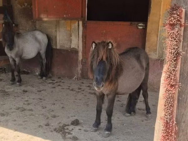 Mare, Shetland Pony
