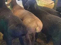Carnero, Rhon sheep — foto 4