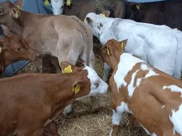 牛只（批次，未指定性别）, Cattle