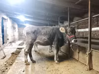 Toro, Swiss cattle — foto 3