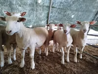 Schaf, Ile-de-France sheep — Foto 2