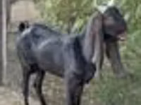 Ziege, Kamori goats — Foto 7