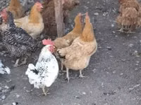 Chickens — foto 1