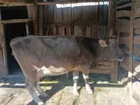 Cow, Simmental cattle — photo 1