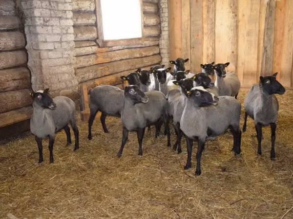 मेढ़ा, Romanov sheep
